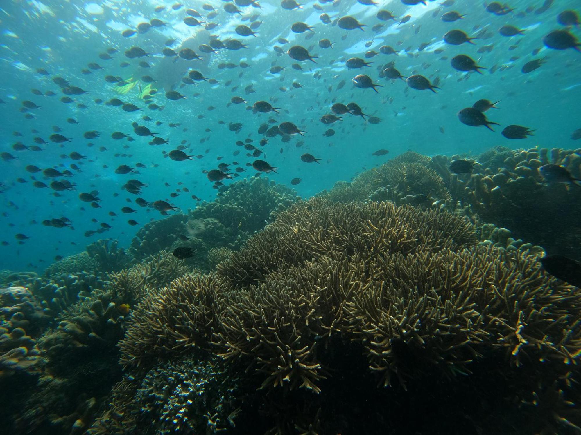 4 Sisters Divers Bunaken Exterior photo