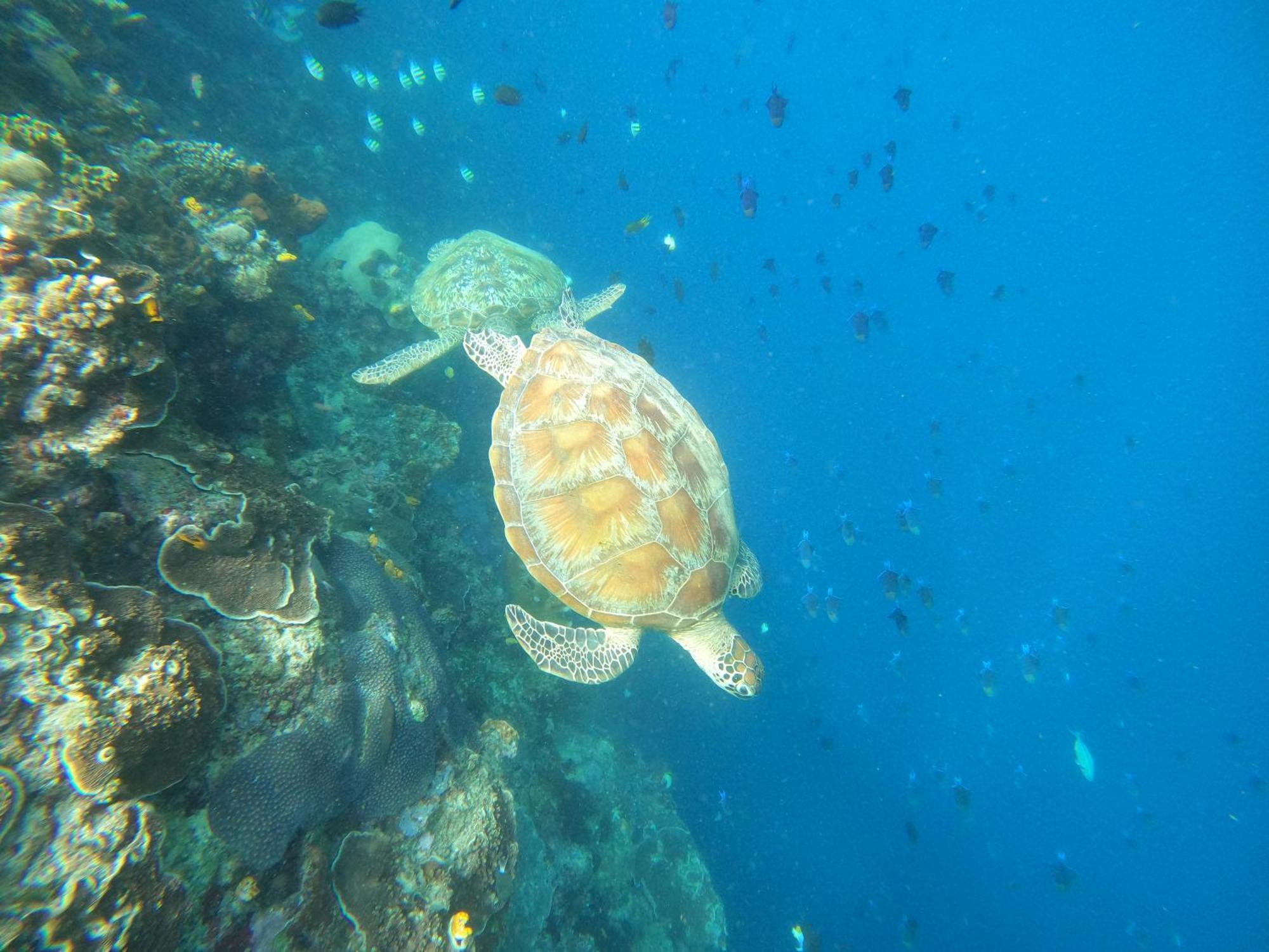 4 Sisters Divers Bunaken Exterior photo