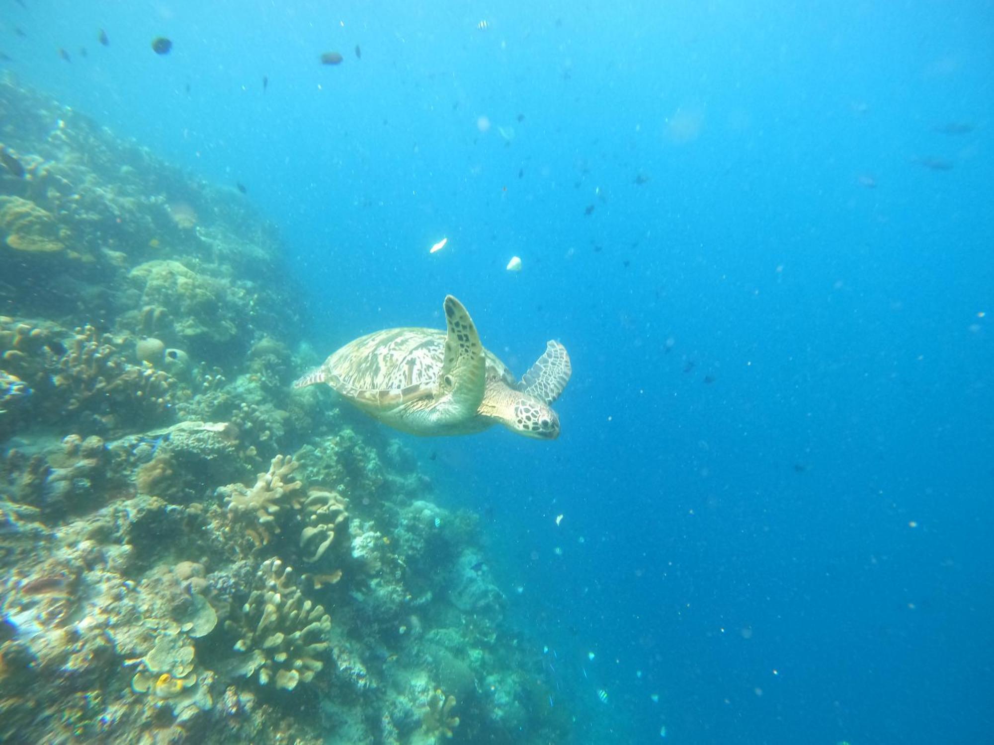 4 Sisters Divers Bunaken Exterior photo