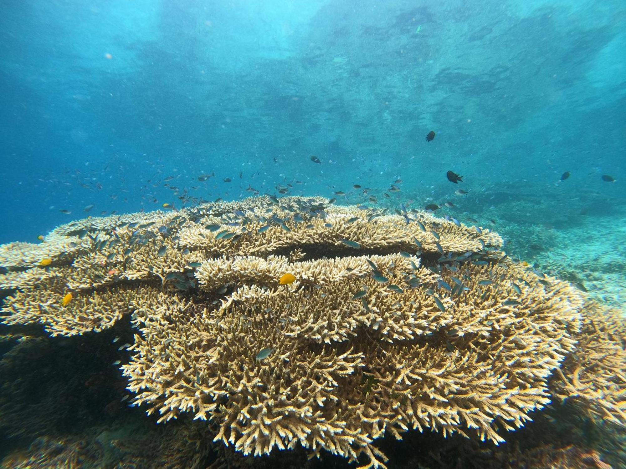 4 Sisters Divers Bunaken Exterior photo