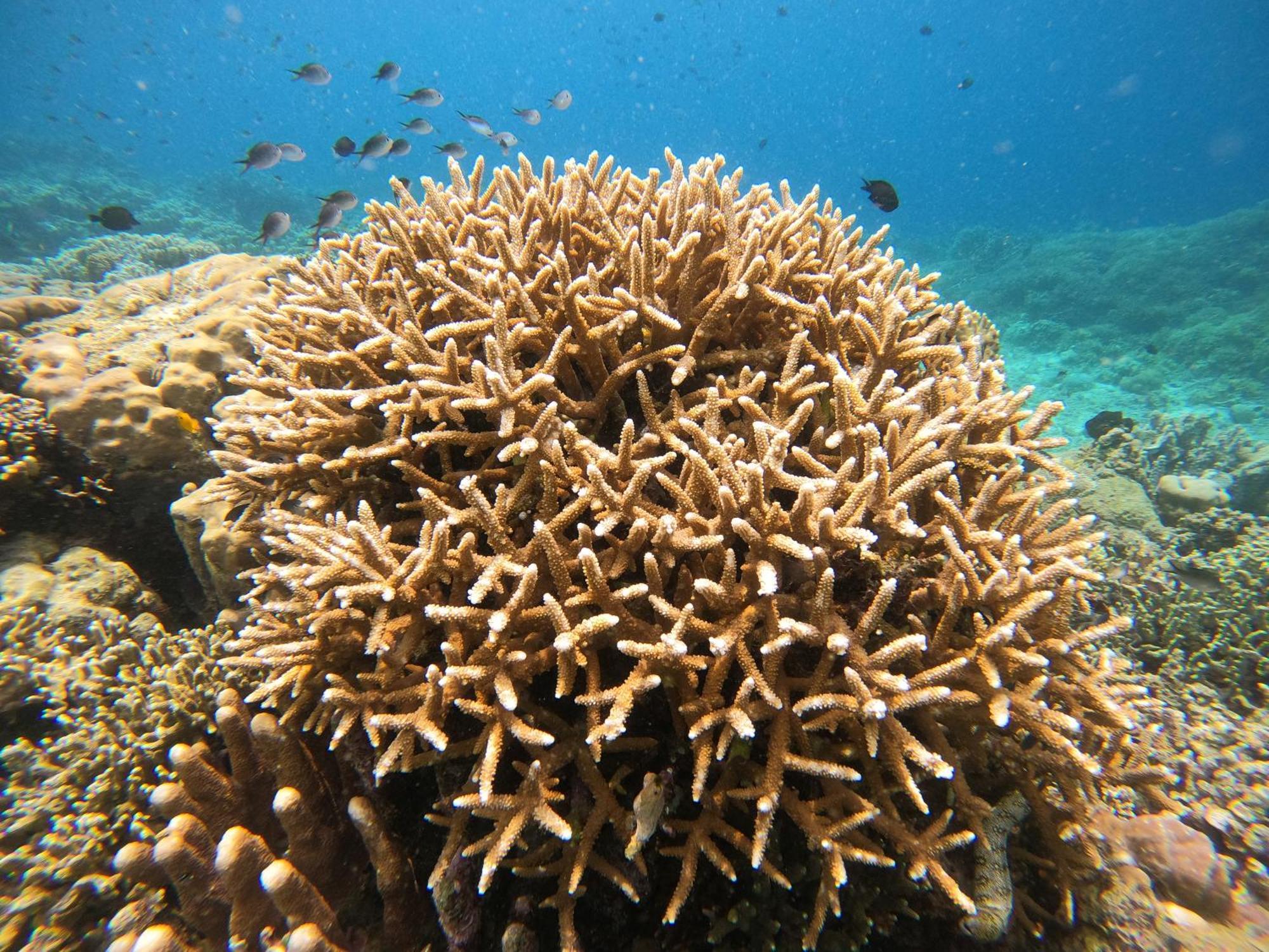 4 Sisters Divers Bunaken Exterior photo