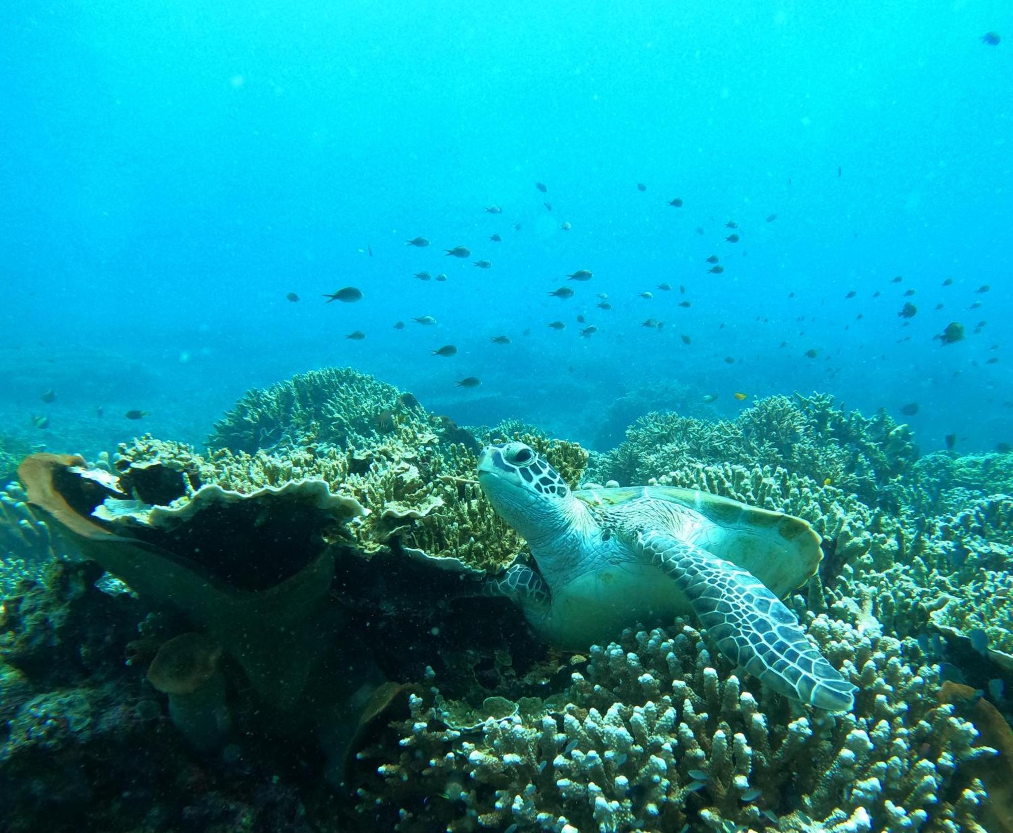 4 Sisters Divers Bunaken Exterior photo