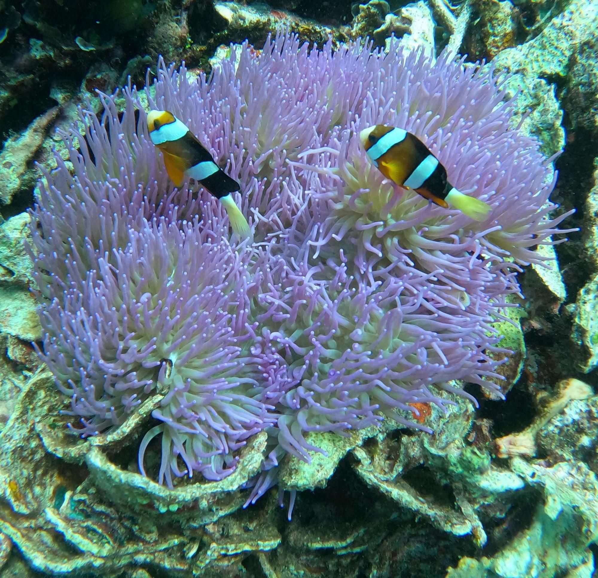 4 Sisters Divers Bunaken Exterior photo