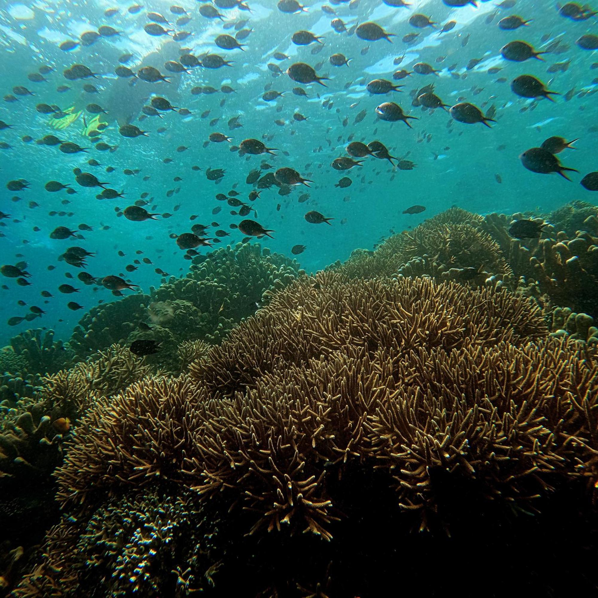 4 Sisters Divers Bunaken Exterior photo