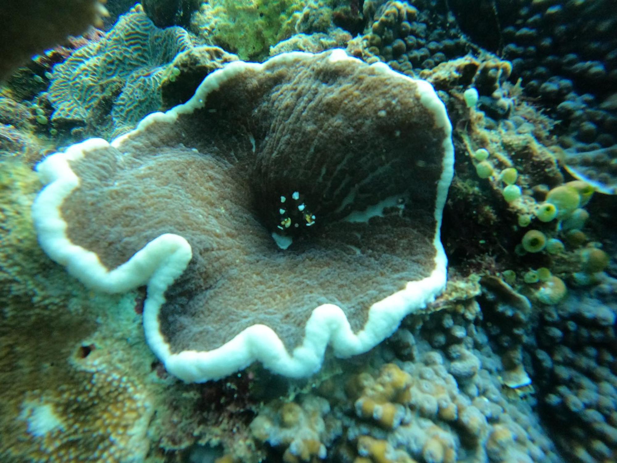 4 Sisters Divers Bunaken Exterior photo