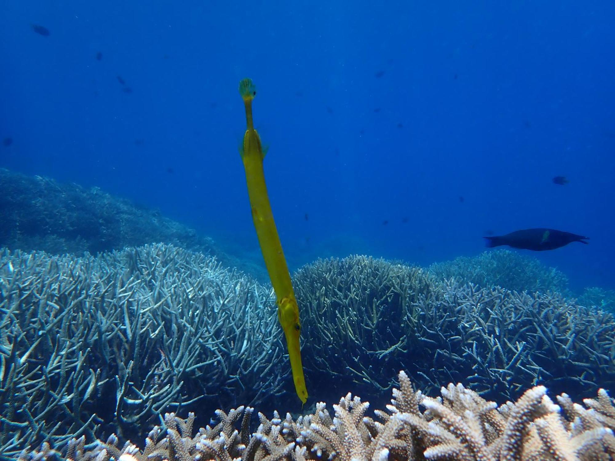 4 Sisters Divers Bunaken Exterior photo